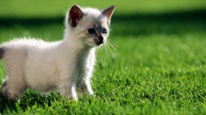 Sfondi desktop HD animali -  gattino curioso