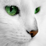 Sfondi desktop HD animali - gatto bianco