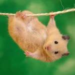 Sfondi desktop HD criceto - wallpapers gratis