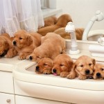 Sfondi desktop HD cuccioli in bagno