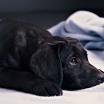 Sfondi desktop HD animali - cane nero