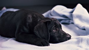 Sfondi desktop HD animali - cane nero