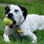Sfondi animali HD per desktop - cane