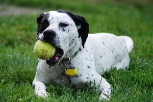 Sfondi animali HD per desktop - cane