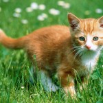 Sfondi animali HD per desktop - gattino