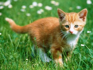 Sfondi animali HD per desktop - gattino