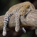 Sfondi-animali-HD-per-desktop-ghepardo