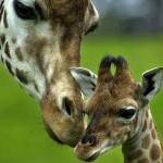 Sfondi animali HD per desktop - giraffe