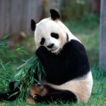 Sfondi-animali-HD-per-desktop-panda