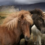 Sfondi desktop HD animali - cavalli