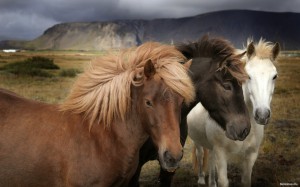 Sfondi desktop HD animali - cavalli
