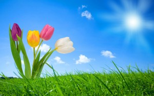 Sfondi HD natura per desktop - tulipani in primavera