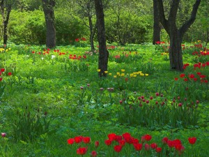 Sfondi primavera HD - tulipani