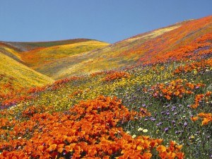 Sfondi primavera per desktop - campo fiorito