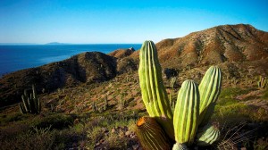 Sfondi-HD-natura-deserto-e-cactus