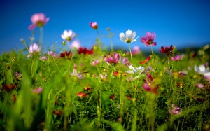 Sfondi HD natura - fiori di primavera