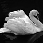 Sfondi HD animali belli per desktop - cigno