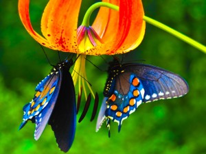 Sfondi desktop HD - farfalle colorate