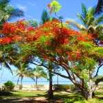 Sfondi desktop paesaggi HD - Fiji