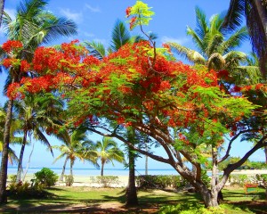 Sfondi desktop paesaggi HD - Fiji