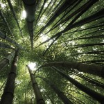 Sfondo-HD-foresta-naturale