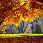 Sfondo HD natura - autunno