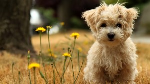 Sfondo HD cucciolo di cane