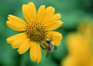 Sfondi HD natura ape sul fiore