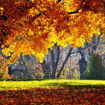 Sfondi HD natura bosco in autunno