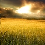 Sfondi HD natura campo di grano