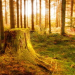 Sfondi HD natura foresta