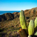 Sfondi-HD-natura-cactus
