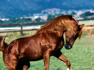 Sfondi desktop HD cavallo stallone
