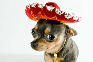 Sfondi cani chihuahua con sombrero