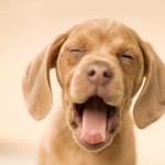 Sfondo HD cane che sbadiglia