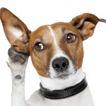 Sfondo HD cane divertente che origlia