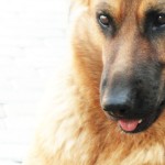 Sfondo HD cane pastore tedesco