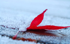 Sfondo HD neve e foglia