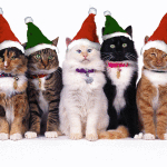 Immagine animata gattini natale