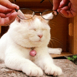 Immagine animata gatto che mette occhiali