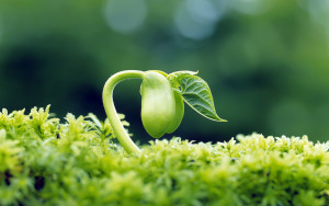 Sfondo natura vita che nasce