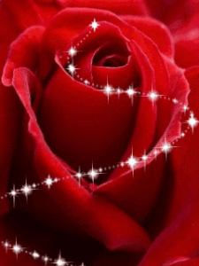 Gif animata buon San Valentino rosa rossa