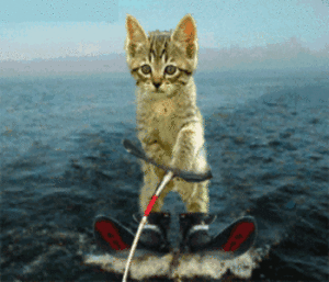 Gif animata gatto sugli sci d'acqua