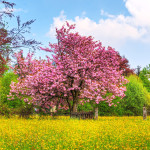 Sfondo Hd paesaggio naturale primavera