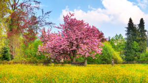 Sfondo Hd paesaggio naturale primavera