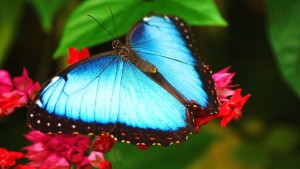 Sfondi HD farfalla blu