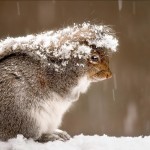 Sfondo inverno scoiattolo tra la neve