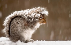 Sfondo inverno scoiattolo tra la neve