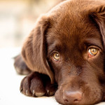 Sfondo cucciolo labrador