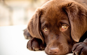 Sfondo cucciolo labrador